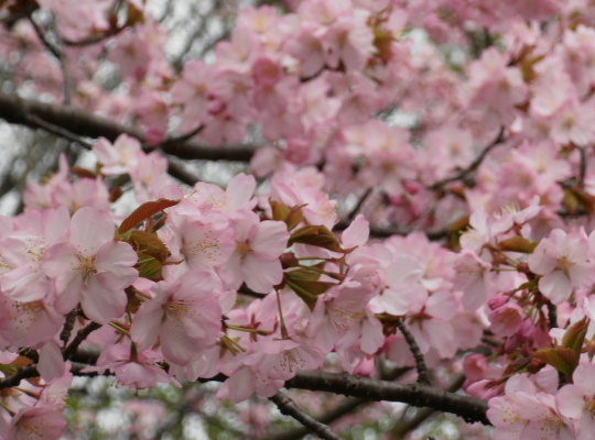桜-20120506a.jpg