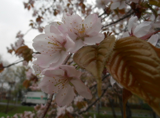 桜-20120506b.jpg