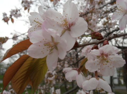 桜-20120506c.jpg