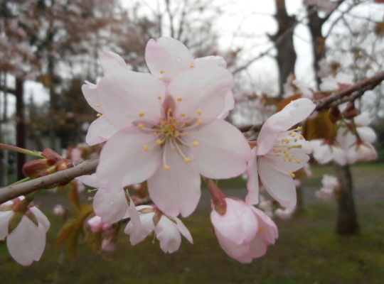 桜-20120506d.jpg